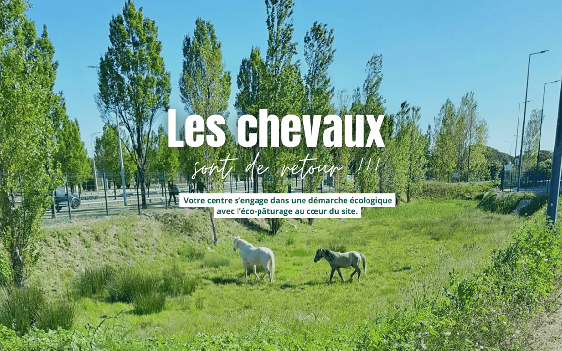 chevaux 